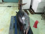 Descarga de bonito en el puerto coru��s