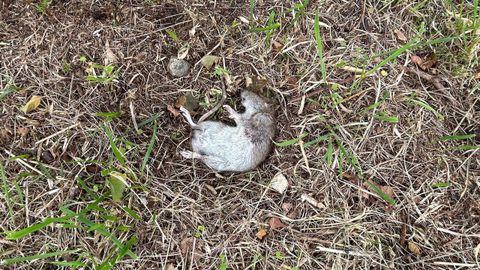Ratas que salen continuamente del Basteiro y entran en las casas. 