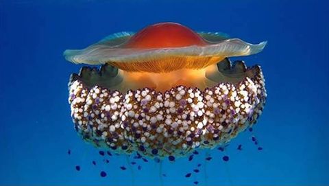 La medusa Cotylorhiza tuberculata, resistente al cambio clim�tico, seg�n el CSIC (Centro Superior de Investigaciones Cient�ficas)