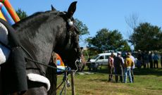 La reuni�n ecuestre de Ardemil celebr� pruebas y competiciones.