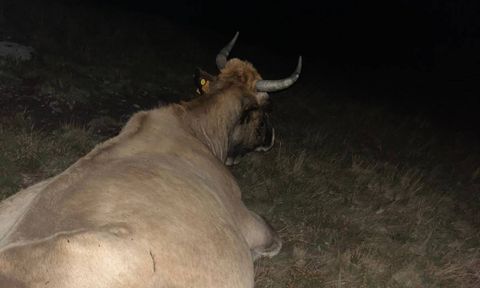 La vaca atrapada en Pola de Allande