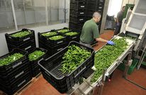 La previsi�n es poder llegar a comercializar esta campa�a unas 140.000 bolsas. 