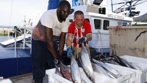 Dos de los marineros del Gure F�tima, descargando bonito este mi�rcoles en la lonja de Burela para la que fue la primera subasta de la costera de este a�o