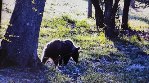 Osezna en el recinto de Valsemana