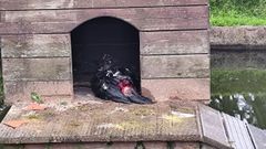 Uno de los patos que fueron atacados por perros sueltos sin educar qued malherido en una de las casetas del estanque; fue necesario practicarle la eutanasia debido a las heridas