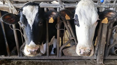 En Galicia solo hay cincuenta explotaciones de titularidad compartida