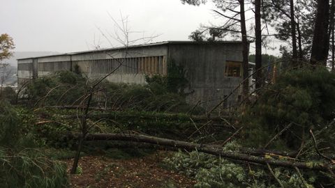 Árbol caído sobre la escuela de arte Antonio Faílde en Ourense