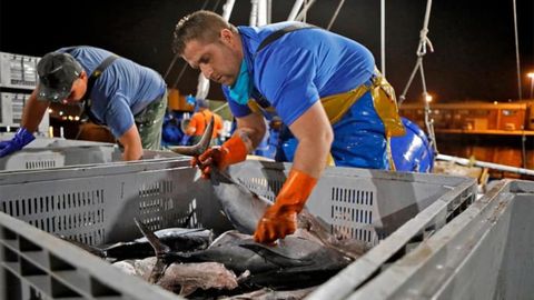 La primera subasta de bonito de la campa�a 2020 en la lonja de Gij�n