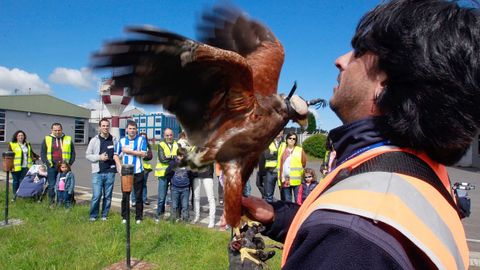 Imagen de archivo de cetrer�a en Alvedro.