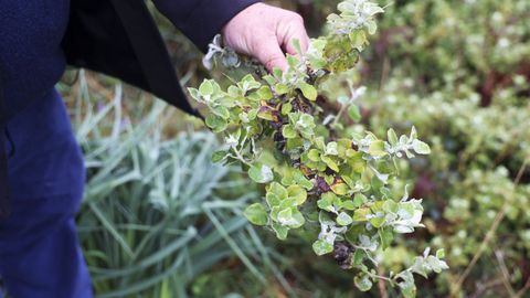 Esta planta arbustiva originaria de Sudáfrica lleva ya unos 30 años en la zona
