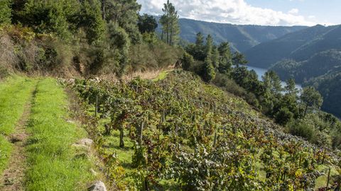 Viñedos en un tramo del camino