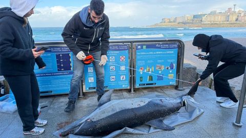 Aparece un delf�n com�n muerto en la plaza del Orz�n
