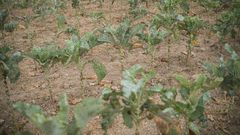 Una plantacin de verdura con la tierra totalmente seca.