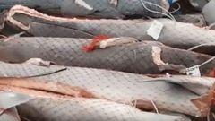 Bruselas obliga a desembarcar cuerpos y aletas juntos