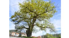 El carbay�n de Cornellana (Salas)