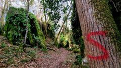 Varios �rboles de Os Grobos han aparecido marcados