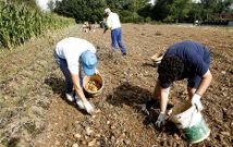 Los agricultores coristanqueses tambi�n se preparan para la fiesta recogiendo la cosecha.