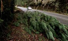 Un pino ca�do por la fuerza del veinto y el agua junto a la carretera entre A Ca�iza y Crecente.