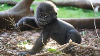 Ernie, la cr�a de gorila nacia en el Bioparc Fuengirola