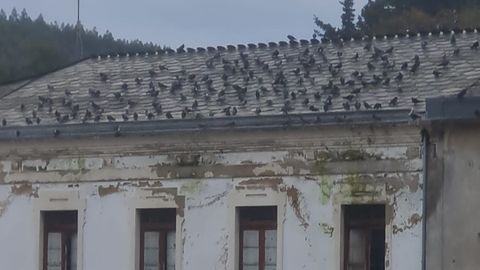 Palomas sobre el tejado de una casa del casco urbano laurentino