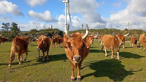 La comunidad de montes de Esteiro tiene medio centenar de vacas cachenas