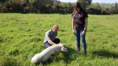 Varios animales, como cerdos y ovejas, viven en la finca.