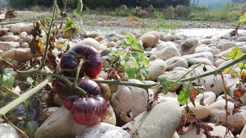 Una planta de tomates en una cosecha del r�o Caudal
