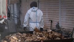 Imagen de gallinas sacrificadas en una granja en la que se detect� un foco de gripe aviar el mes pasado