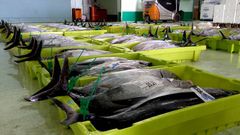 El primer bonito de la costera subastado en la lonja coru�esa