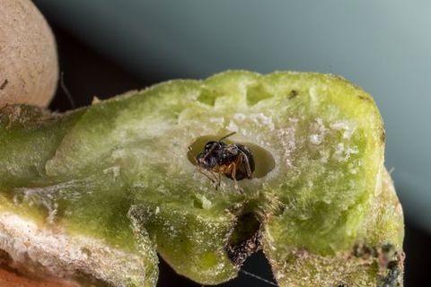 Al acabar la fase larvaria, los insectos abandonan las agallas para iniciar su breve ciclo de vida adulta. Las agallas secan tambi�n suponen una amenaza para el �rbol, ya que pueden servir de v�a de entrada para el hongo que provoca la enfermedad conocida como chancro del casta�o