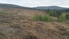 En la parroquia vilalbesa de Vilapedre se prepar� terreno y se hizo una plantaci�n de pinos y de eucaliptos