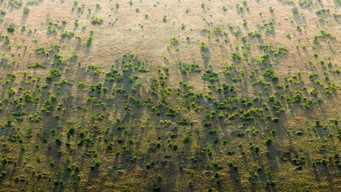 Un gran muro natural para frenar al desierto
