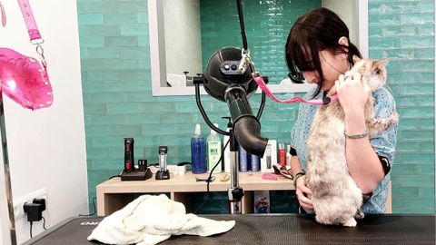 Ana seca con cuidado el pelo de Gordis despu�s del ba�o.