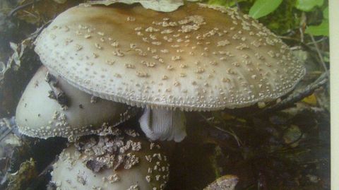 �Amanita rubescens� que es comestible y de muy buen sabor. Al cortarla tiene una tonalidad vinosa.