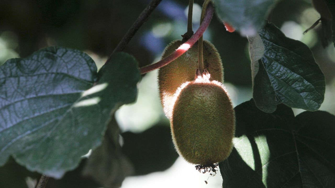 El kiwi hayward gallego aún comparte lineal con el llegado desde Nueva Zelanda