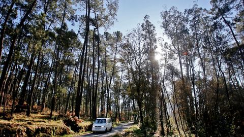 Imagen de archivo de una zona afectada por nematodo en Salvaterra
