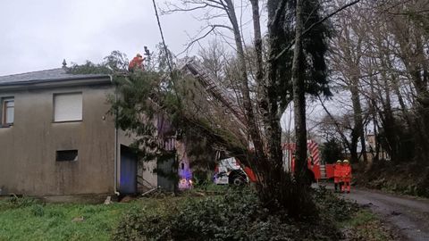 El rbol da el tejado de la casa y fue retirado