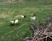 <span lang= es-es >Tres minutos para cerca de ochenta ovejas y cabras</span>. Las im�genes de v�deo editado en YouTube por S�chu Sende muestran c�mo la perra Laia agrupa r�pidamente las reses dispersas por el prado y las conduce del vuelta al redil sin que quede ni un solo animal perdido 