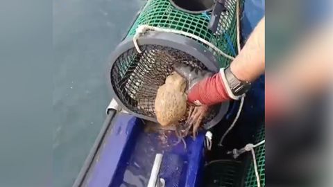 Pulpo decomisado en la operaci�n de Gardacostas de Galicia.