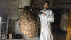 Jonathan Su�rez  posa con el nido de avispa asi�tica