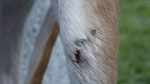 El accidente. Maggie se cort� esta semana la pierna en �una trampa� en el parque de perros de Bens, inaugurado en el verano del 2018. Al correr, cuenta Jos� Manuel, su due�o, muchos perros se suelen quedar atrapados en una zanja �inutilizada� de la zona canina, supuestamente habilitada de forma espec�fica para el esparcimiento de las mascotas. Tambi�n un peligro, a�ade, para los ni�os que juegan con los animales