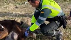 Un agente de la Guardia Civil asiste el parto de una cabra en Valladolid