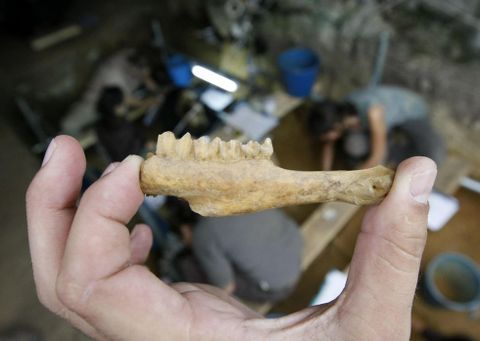 <span lang= es-es >Un xacemento excepcional</span>. Un fragmento de mandíbula de cérvido achado no 2010 en Cova Eirós. Os primeiros achados de fósiles nesta gruta foron realizados en 1993 por investigadores do Instituto Universitario de Xeoloxía da Coruña. Despois seguíronlles moitos máis. 