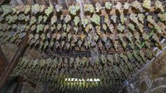 Racimos sometidos a una pasificaci�n por secado para un vino experimental tostado