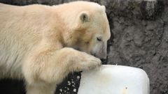 Un oso polar en Budapest a 40� arrim�ndose al hielo