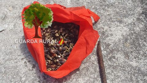 Fueron 2,87 kilos de percebes los intervenidos este jueves a un furtivo en A Illa da Estrela.