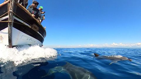 Avistamiento de delfines desde el Ría de Ferrol