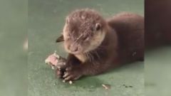 Una nutria se cuela en la lonja de Malpica y se da un aut�ntico fest�n