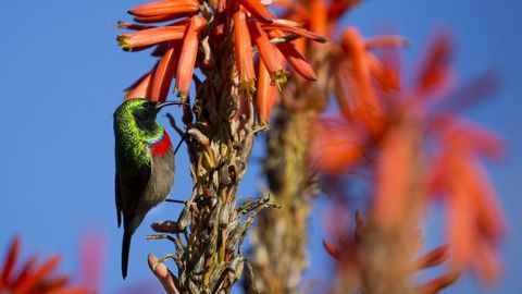 Un ejemplar de suimanga de doble collar mayor posado en una planta de aloe en Kirtenbosch, Ciudad del Cabo