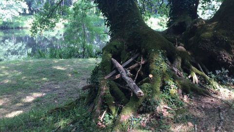 Leña oculta entre los árboles, en la zona de Chaián, de Santiago